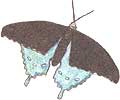 Butterfly illustration.